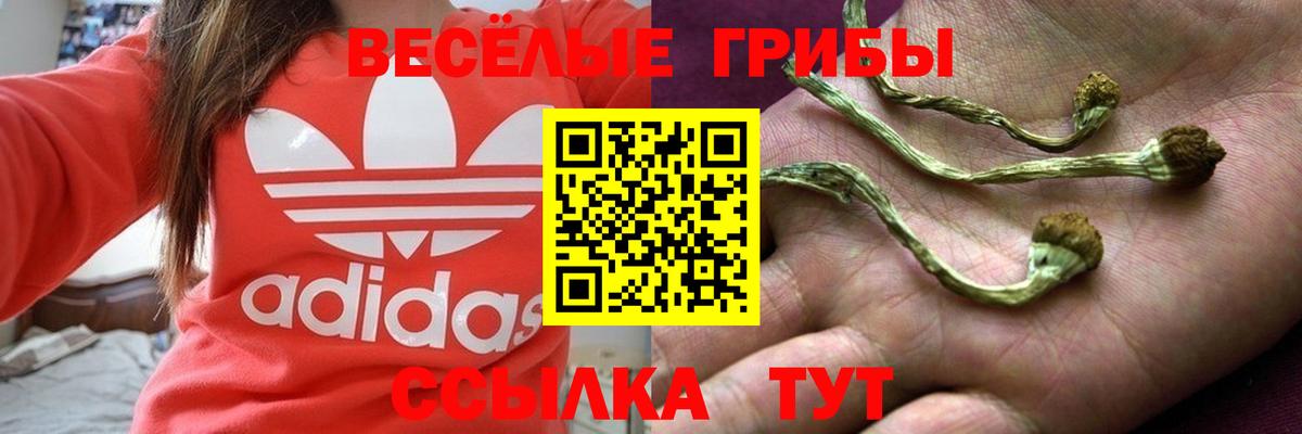 Галлюциногенные грибы GOLDEN TEACHER  Вход с VPN  Междуреченск  Галлюциногенные грибы Psilocybine cubensis 